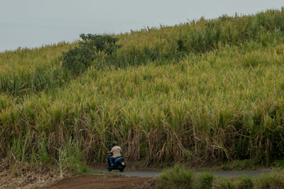 Scène de vie, un scooter dans un champ de canne à sucre à L'ile de La Réunion